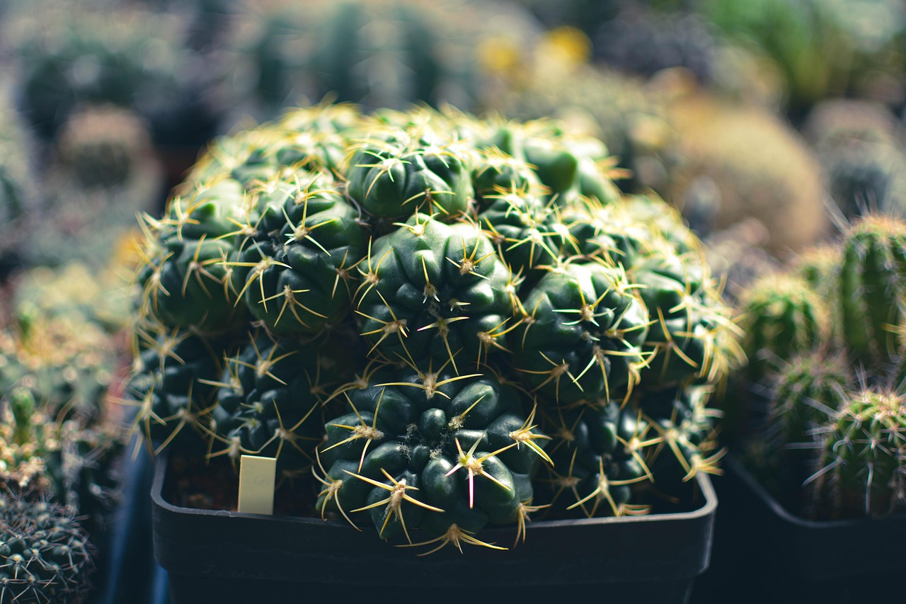 Cactus, succulent, greenhouse — The Growing Popularity of Greenhouses: Why More Gardeners Are Turning to Greenhouse Solutions